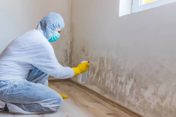 Licensed Basement Mold Remediation service in Exton, PA - Car Mold Remediation