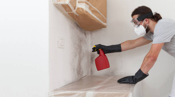 Professional Basement Mold Remediation technician working in Exton, PA