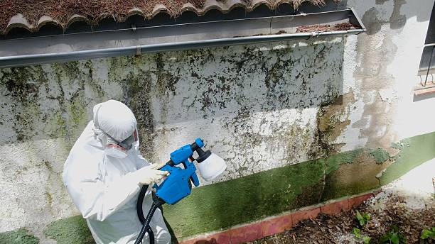 Top rated local Basement Mold Remediation specialists in Exton, PA